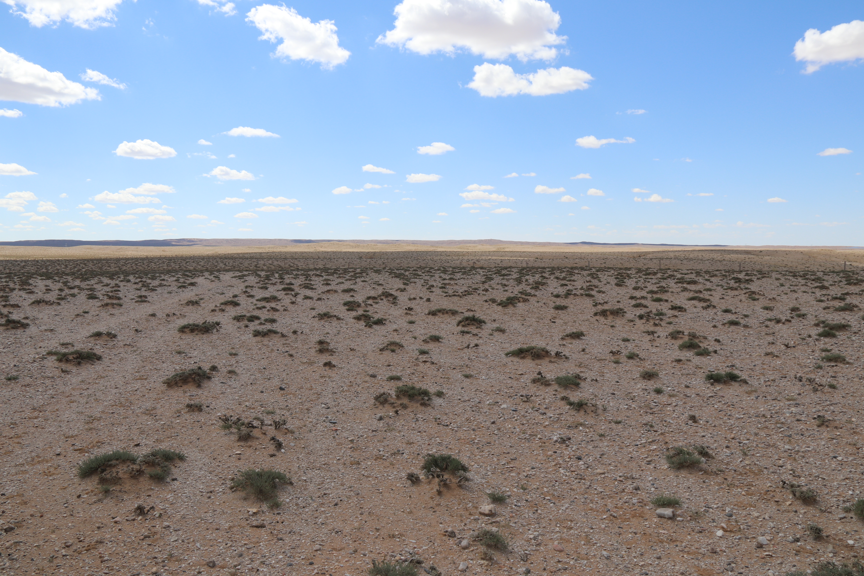 荒漠草原优势灌木-红砂